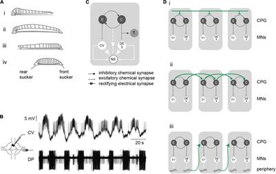 Intersegmental Interactions Give Rise to a Global Network